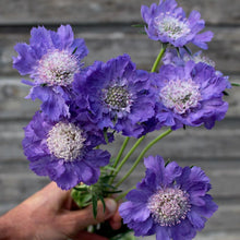 Load image into Gallery viewer, Perennial Pincushion Flower &#39;Perfecta Blue&#39;