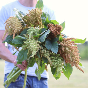 Amaranthus 'Autumn's Touch'