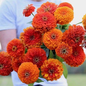 Zinnia 'Benary's Giant Orange'