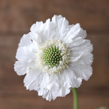 Load image into Gallery viewer, Perennial Pincushion Flower &#39;Perfecta White&#39;