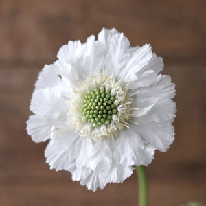 Perennial Pincushion Flower 'Perfecta White'