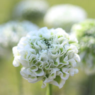 Italian Ranunculus Canada 