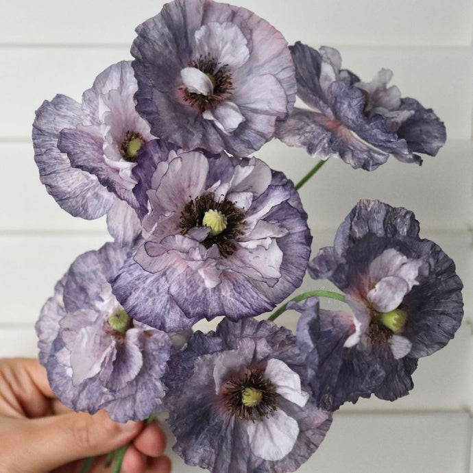 Shirley Poppy 'Amazing Grey'