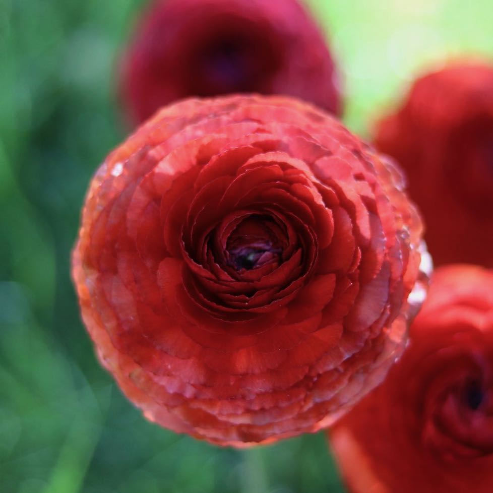 Italian Ranunculus 'Cioccolato' – ANTONIO VALENTE FLOWERS