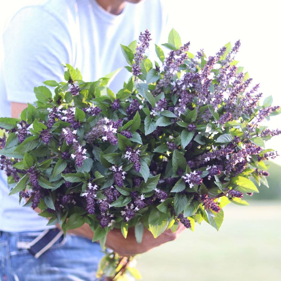 basil cinnamon plant Basil 'Cinnamon' – ANTONIO VALENTE FLOWERS
