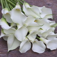 Calla Lily 'Ventura'