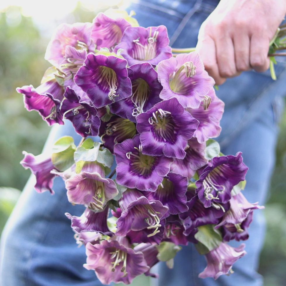 cup and saucer vine plant for sale Cup and Saucer Vine – ANTONIO VALENTE FLOWERS