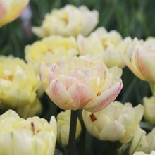 Load image into Gallery viewer, Tulip &#39;Montreux&#39;