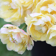 Tulip 'Montreux'