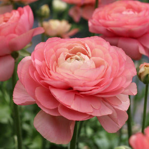 Italian Ranunculus Cloni 'Grand Pastel'