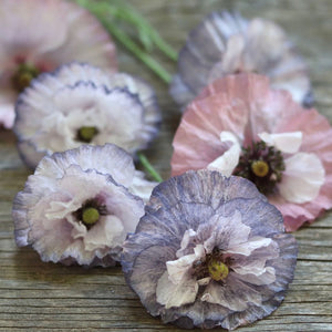 Shirley Poppy 'Amazing Grey'