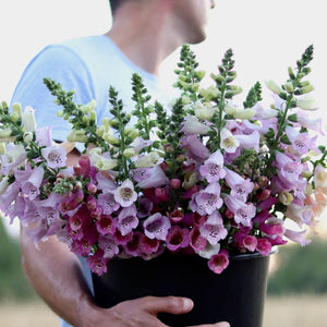 Foxglove 'Excelsior'