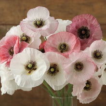 Load image into Gallery viewer, Shirley Poppy &#39;Mother of Pearl&#39;