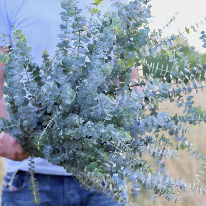 Eucalyptus 'Baby Blue'