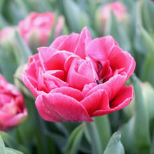 Load image into Gallery viewer, Tulip &#39;Aveyron&#39;