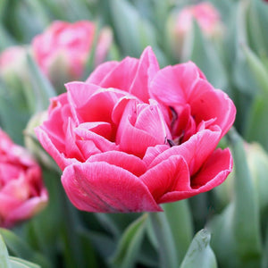 Tulip 'Aveyron'