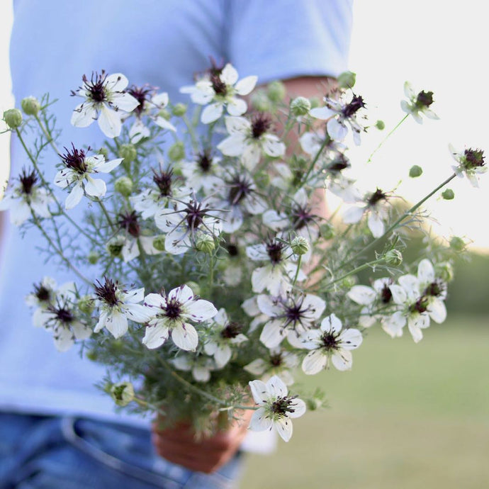 Love-in-a-Mist 'African Bride'