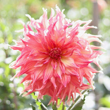 Load image into Gallery viewer, Dahlia &#39;Penhill Watermelon&#39;