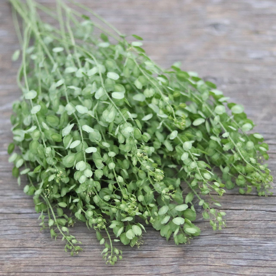 Cress Rocal Cress 'Pennycress' – ANTONIO VALENTE FLOWERS