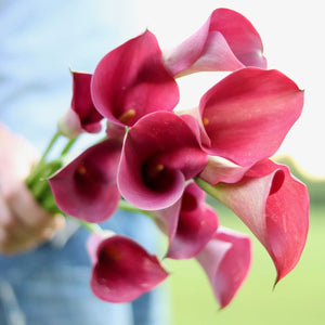 Calla Lily 'Promise'