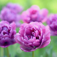 Tulip 'Backpacker'