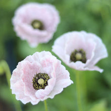 Load image into Gallery viewer, Shirley Poppy &#39;Mother of Pearl&#39;