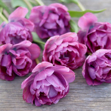 Load image into Gallery viewer, Tulip 'Backpacker'