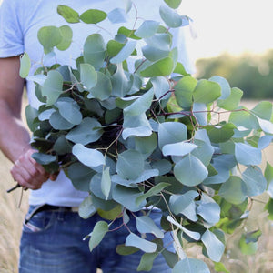 Eucalyptus 'Silver Dollar'