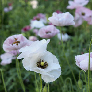 Shirley Poppy 'Mother of Pearl'