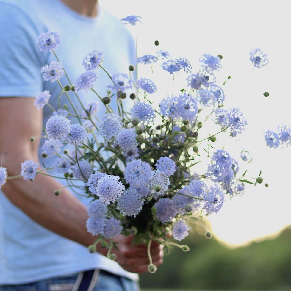 Lace Flower 'Lacy Blue' ANTONIO VALENTE FLOWERS