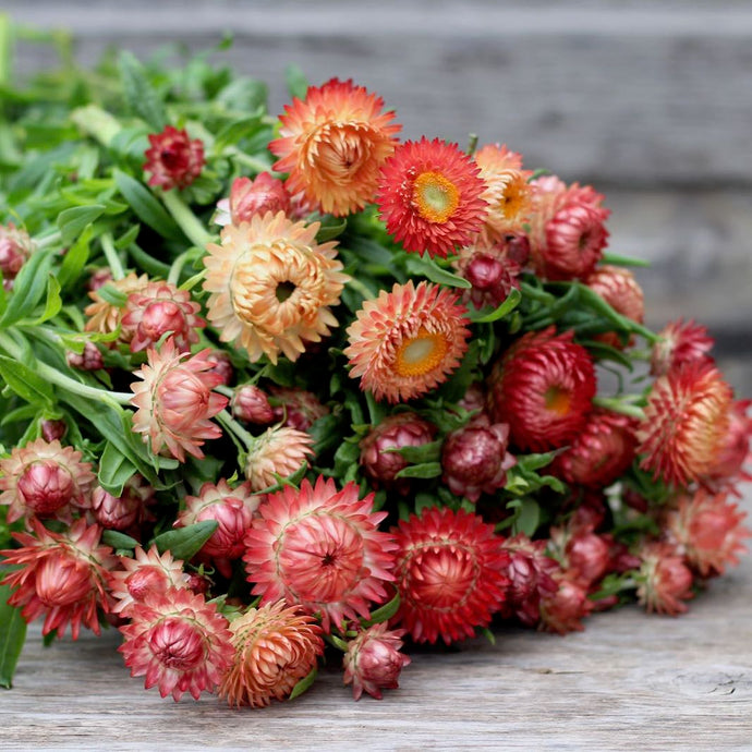 Strawflower 'Apricot Mix'