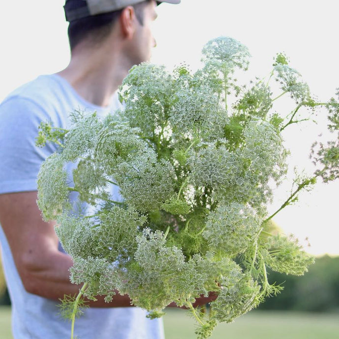 Queen Anne's Lace 'Green Mist'