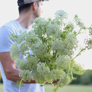 Queen Anne's Lace 'Green Mist'