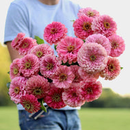 Zinnia 'Benary's Giant Bright Pink'
