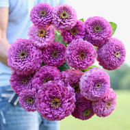 Zinnia 'Benary's Giant Lilac'