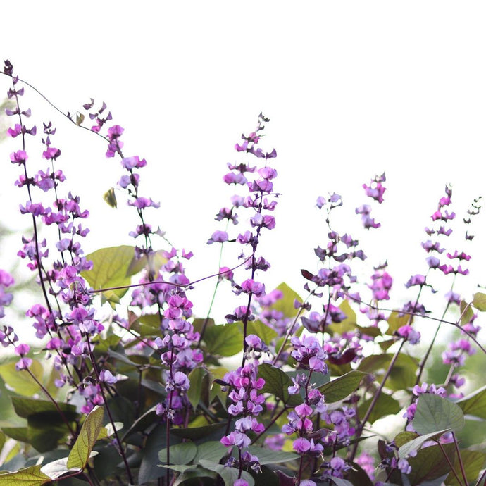 Hyacinth Bean 'Ruby Moon'