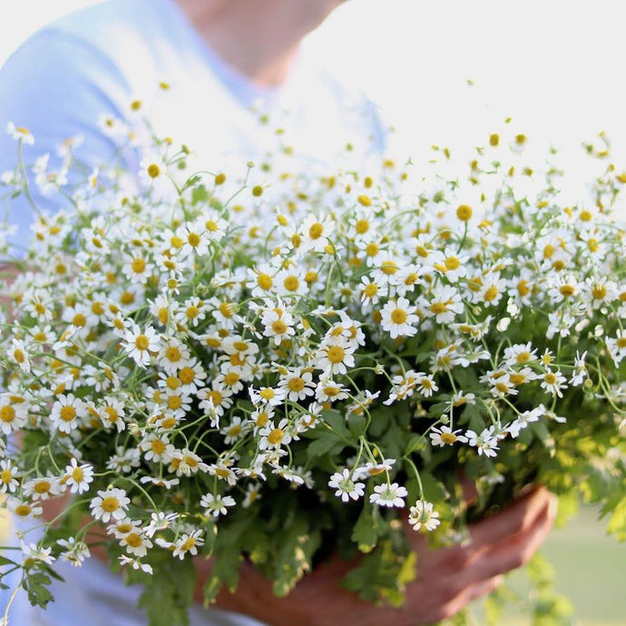 Feverfew 'Vegmo Single'