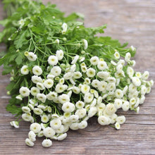 Load image into Gallery viewer, Feverfew &#39;Vegmo Snow Ball&#39;