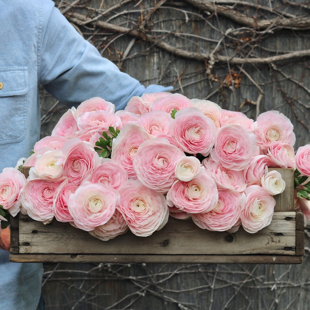 Italian Ranunculus Cloni 'Hanoi'