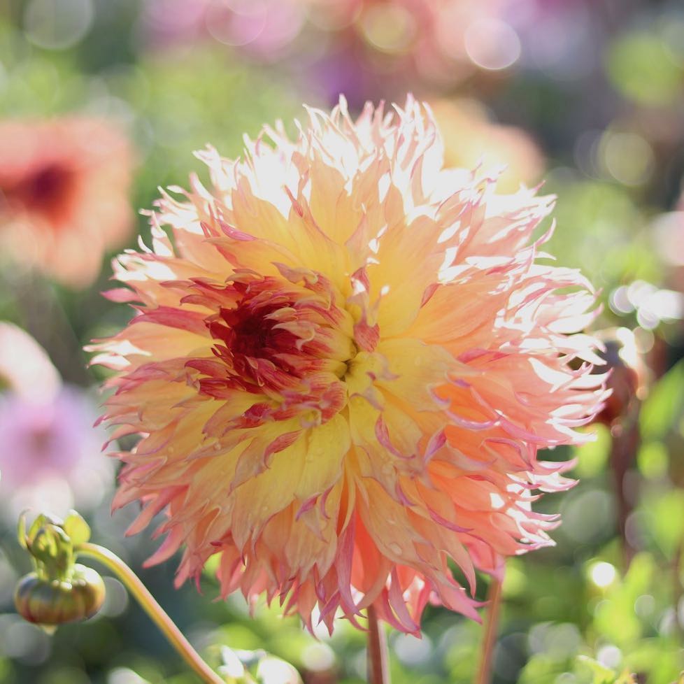 myrtle's folly dahlia seeds Dahlia 'Myrtle's Folly' – ANTONIO VALENTE FLOWERS
