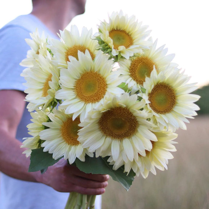 Sunflower 'Pro Cut White Lite'