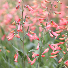 Load image into Gallery viewer, Penstemon &#39;Twizzle Coral&#39;