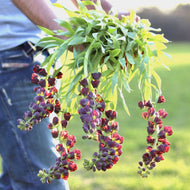 Fritillaria Persica