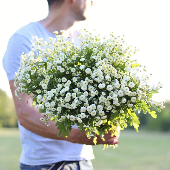 Feverfew 'Vegmo Snow Ball'