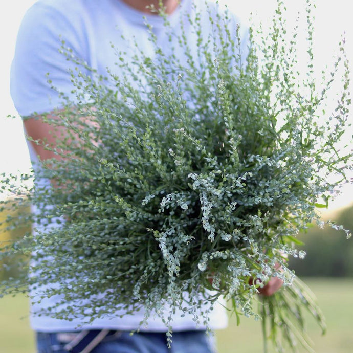 Cress 'Wrinkled Crinkled'