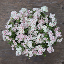 Load image into Gallery viewer, Phlox &#39;Blushing Bride&#39;