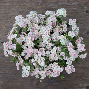 Phlox 'Blushing Bride'