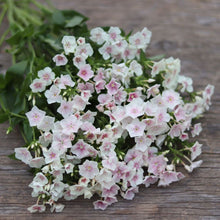 Load image into Gallery viewer, Phlox &#39;Blushing Bride&#39;