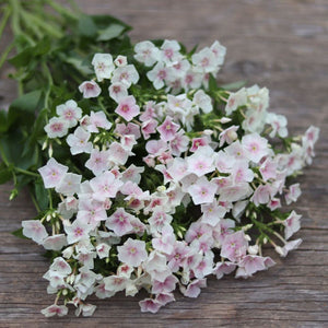 Phlox 'Blushing Bride'