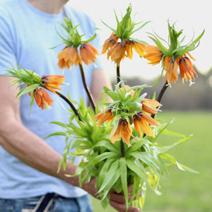 Fritillaria Imperialis 'Rubra'